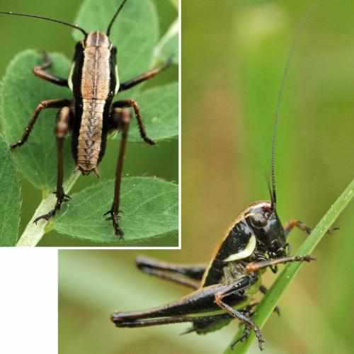 Eupholidoptera chabrieri chabrieri